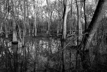 Des Plaines River Floodplain - River Forest, IL USA
